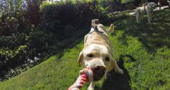GoPro Fetch: Köpek Askısı