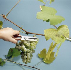 Victorinox 6.5009 Çiçek & Üzüm Toplama Makası