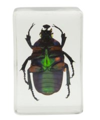 ​​Celestron 44408 3D Böcek Örneği Seti