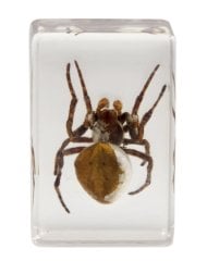 ​​Celestron 44408 3D Böcek Örneği Seti